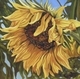 Dancing in Sunlight 24 X 24