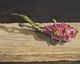 Dragonfruit