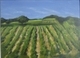 Okanagan Vineyard Below
