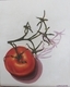 Tomato on the Vine 2