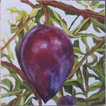 Pendulous Plumcot