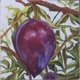 Pendulous Plumcot