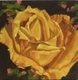 Unfurling Beauty