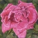 Fuchsia Beauty