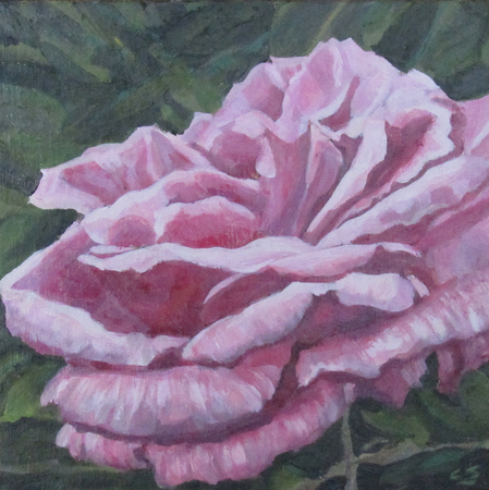 Pink Beauty