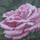 Pink Beauty
