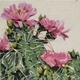 Pink Flowering Desert Cacti from Osoyoos