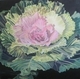 Pink Flowering Kale 24 X 24