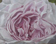 Pink Petals