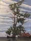 Tenacious 16 X 20