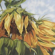 Urban Sunflowers 24 X 24